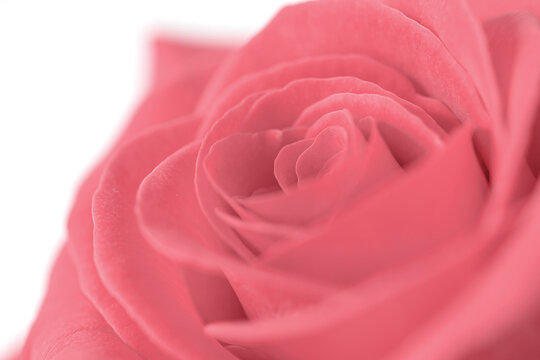 Single pink, magenta rose, soft focus image, shallow depth of field, shot on pale background