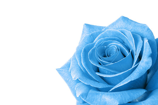 A single, blue rose, set to bottom corner of shot, space for text, soft focus, shallow depth of field image