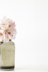 A single delicate sprig of apple blossom shot against white background on glass block, soft focus, soft image, pastel colours