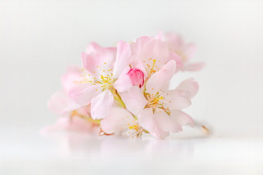 A single delicate sprig of apple blossom shot against white background on glass block, soft focus, soft image, pastel colours