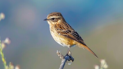A small bird sits on the top of a tree branch, surrounded by green leaves