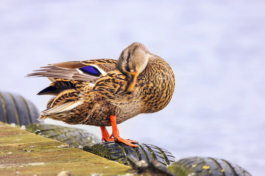 A single female mallard duck, head moving due to bird cleaning, shot against water, space for text, vibrant shot