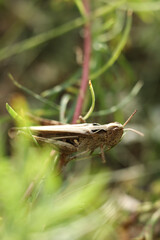 Grasshopper on a branch of grass in the nature.