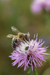 Bee on a flower of Centaurea scabiosa	
