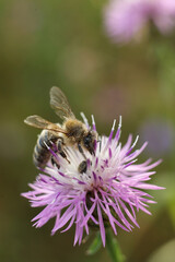 Bee on a flower of Centaurea scabiosa