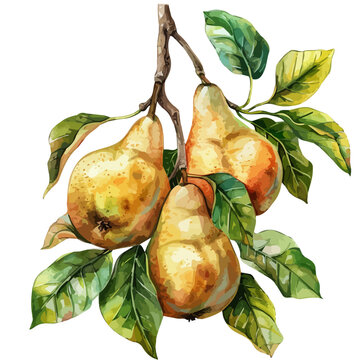 recommend clip art: Watercolor of pears on a branch with leaves, isolated on a white background, pears vector