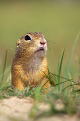European ground squirrel (Spermophilus citellus), also known as the European souslik, a rodent frolicking in the grass. Standing and searching rodent guarding territory and group.