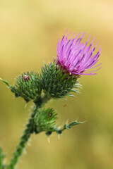 Thistle flower in the field. Macro shot with shallow depth of field	