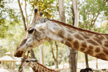 Giraffe in the zoo on a background of foliage and greenery