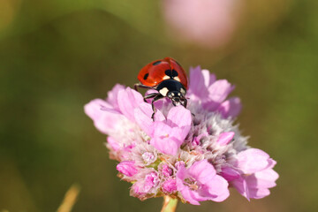 ladybug on a pink flower, macro photo, nature series	