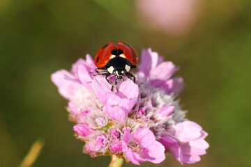 ladybug on a pink flower, macro photo, nature series © gabriela