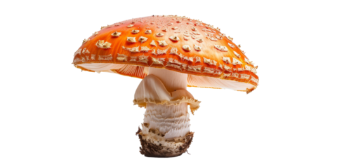 A large orange mushroom with a white stem