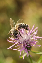 Bee on a flower of Centaurea scabiosa	