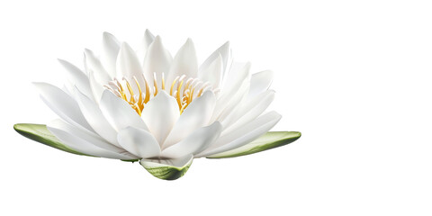 Fototapeta premium A white flower with a green stem