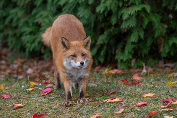 晩秋のキタキツネ