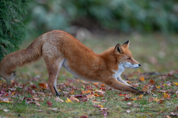 晩秋のキタキツネ