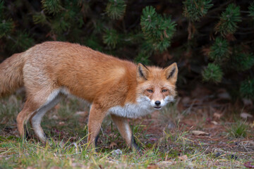 Fototapeta premium 晩秋のキタキツネ