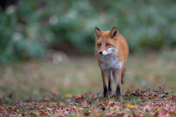 Fototapeta premium 晩秋のキタキツネ