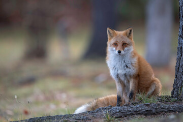 晩秋のキタキツネ