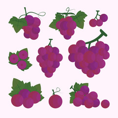 collection of purple Wine grapes in vector illustration