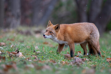 晩秋のキタキツネ
