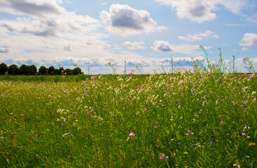 Wild flowers growing in scenic nature under a blue white cloudy sky in sunlight in summer, Almere, Flevoland, The Netherlands, July 24, 2024