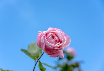 A pink rose blooms against a clear blue sky in Austria.