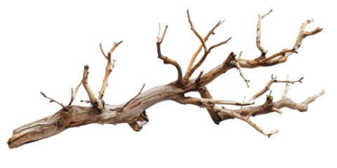 A long, thin branch with many dead twigs