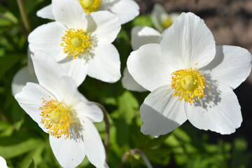 Beautiful flowering background of spring flowers. Bright white large flowers of an outdoor plant growing on yellow sand.