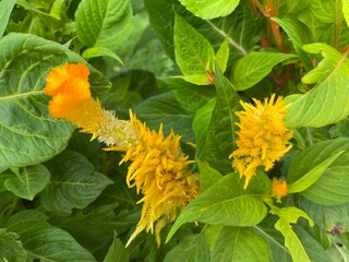 pet,cat,animal,tree,kitten