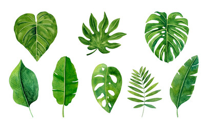 Tropical leaves set. Watercolor illustration isolated on white background.