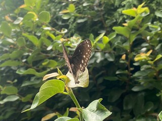 pet,cat,animal,tree,kitten