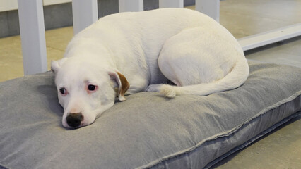 perro blanco jack russell descansando en su cucha