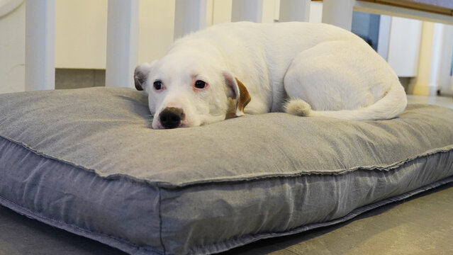 perro blanco jack russell descansando en su cucha