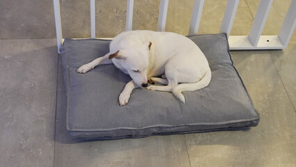 perro blanco jack russell descansando en su cucha