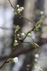 buds of a tree in spring