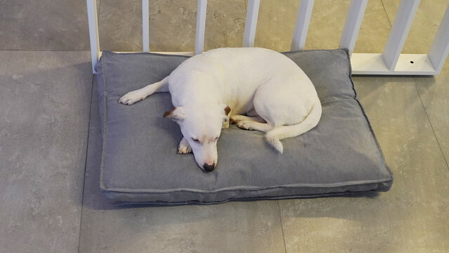 perro blanco jack russell descansando en su cucha