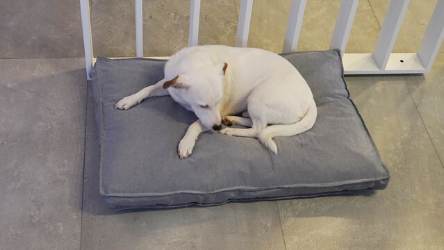 perro blanco jack russell descansando en su cucha