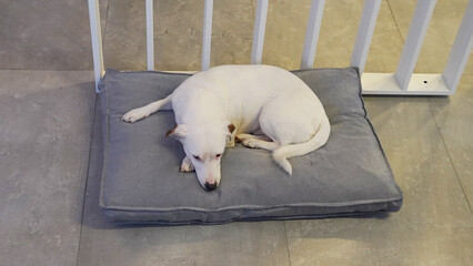 perro blanco jack russell descansando en su cucha