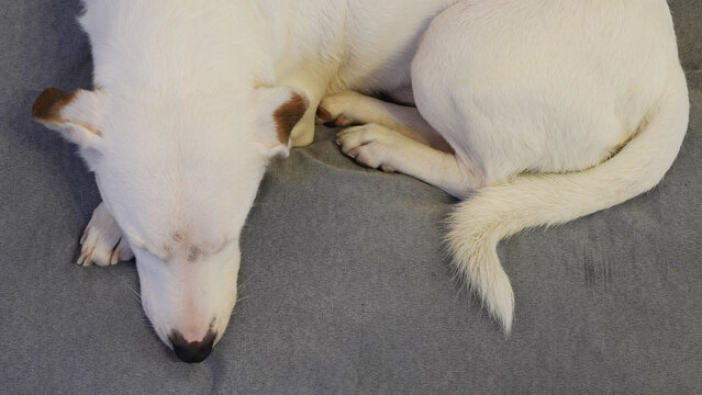 perro blanco jack russell descansando en su cucha