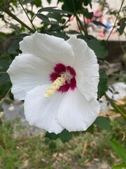 flowers,plants,nature,red,green,yellow