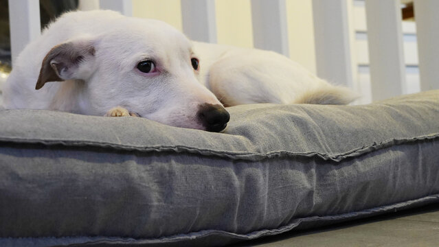 perro blanco jack russell descansando en su cucha