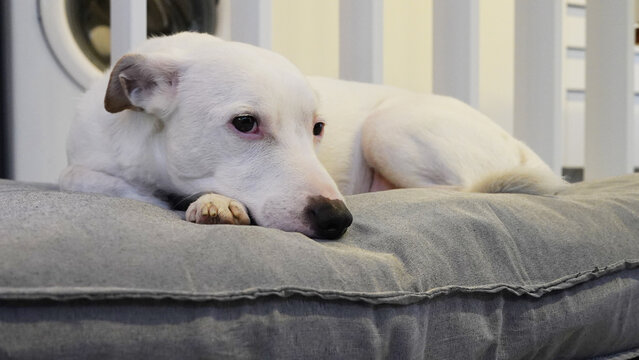 perro blanco jack russell descansando en su cucha