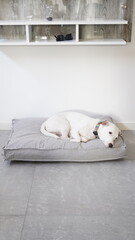 perro blanco jack russell descansando en su cucha