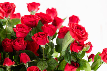 Fototapeta premium Many red roses in a vase