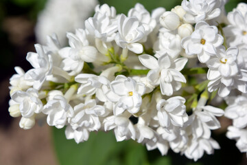 Bright and colorful nature, greenery, green bushes and trees in spring. White flowering lilac bushes Syringa, disambiguation, illuminated by bright sunlight.