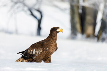Young Steller's sea eagle, Haliaeetus pelagicus, perched in snow and flapping wings. Pacific sea eagle in frosty morning. Winter nature. Heaviest eagle in the world. Majestic bird of prey in habitat.