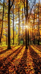 Sun shines through trees in a forest, illuminating colorful leaves on the ground