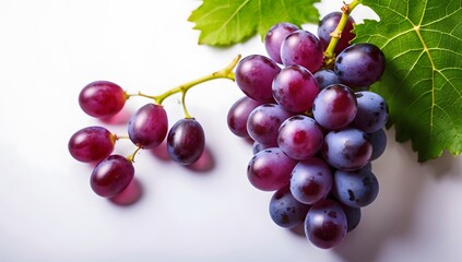 Fototapeta premium A bunch of purple grapes with leaves, on a white background, the grapes are plump and juicy, and the leaves are green and bright.