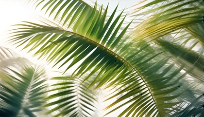 Fototapeta premium Palm leaves evergreen summer realistic on transparent backgrounds